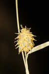 Sulphur sedge